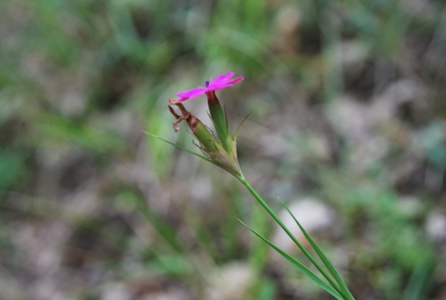 Dianthus balbisii / Garofano di Balbis